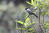 Black-backed Bush Tanager